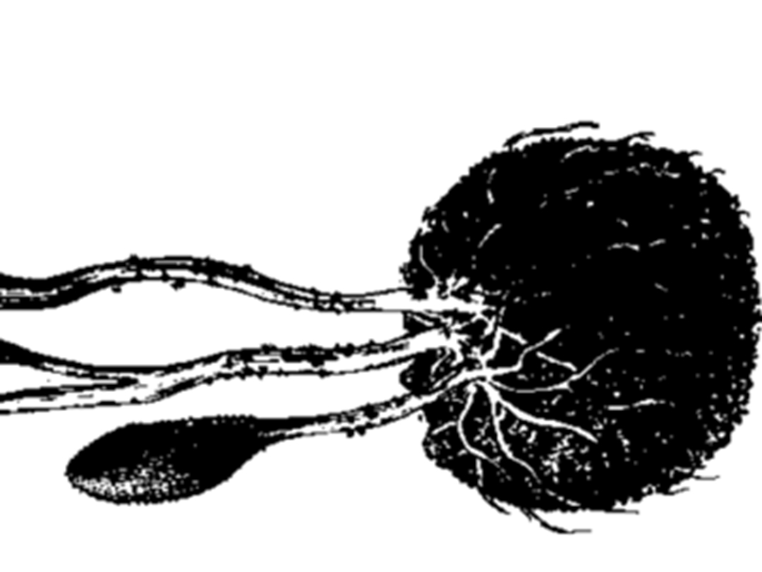 大团囊虫草