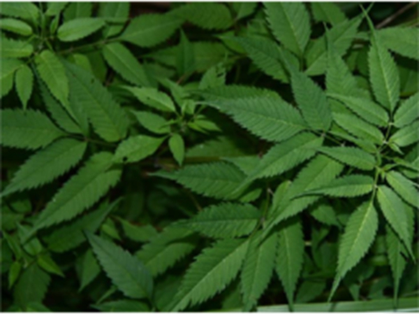 大狼把草