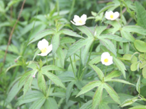 二歧银莲花根