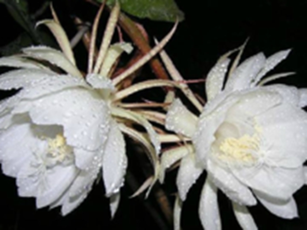 昙花