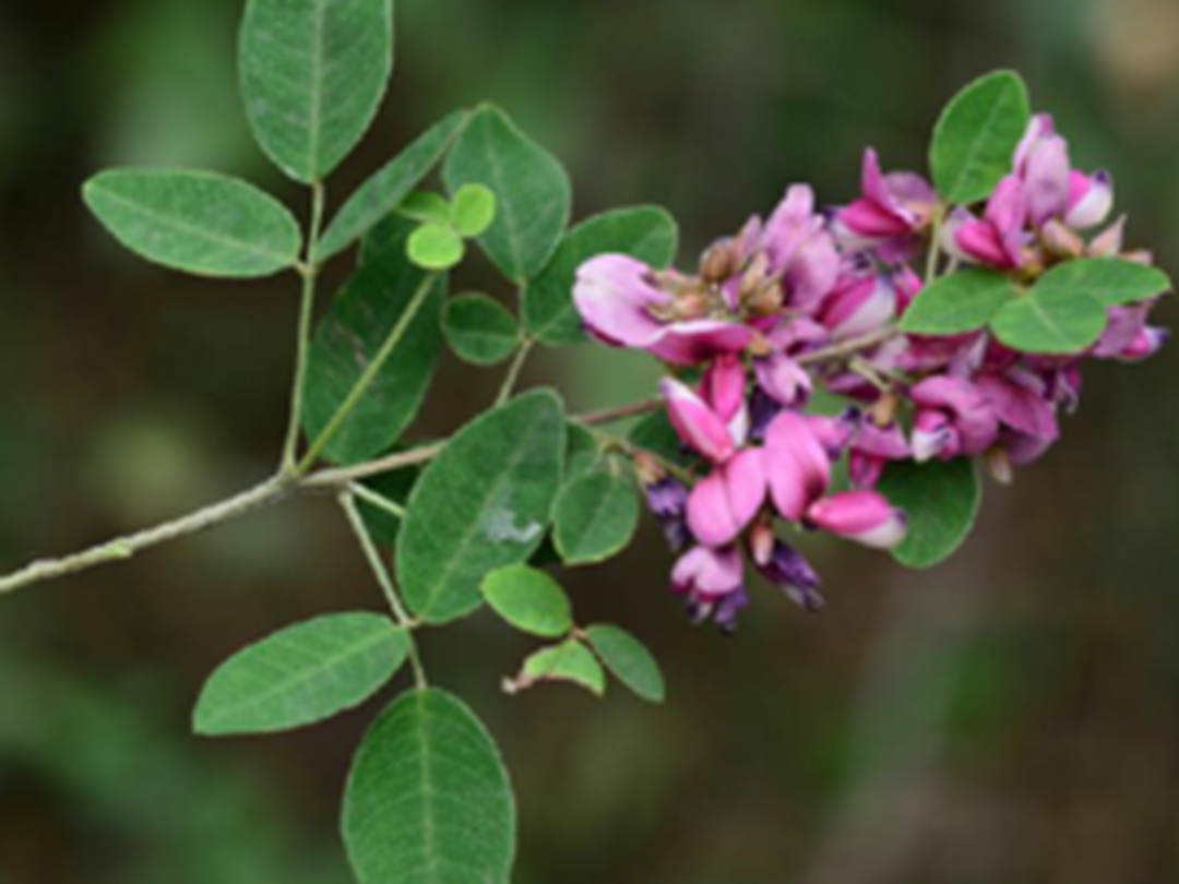 美丽胡枝子花