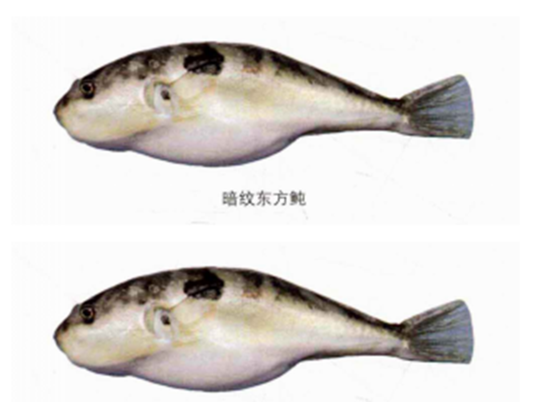 河豚目