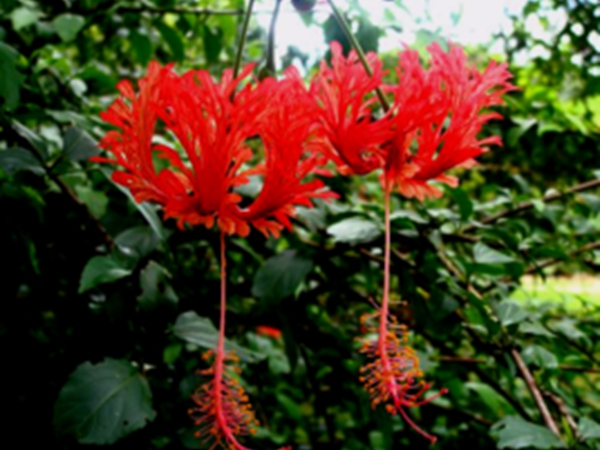 吊灯花叶